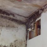 Extensive Chicago Mold Damager